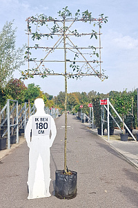  10-12, CONT, LEI 150x120