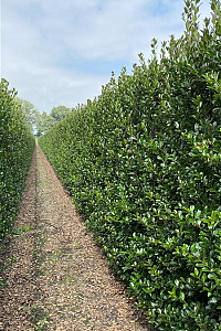 Quick Hedge HAAGELEMENT (L)100x(H)200
