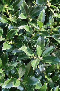 Quick Hedge HAAGELEMENT (L)100x(H)120