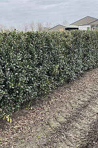 Quick Hedge HAAGELEMENT (L)100x(H)150