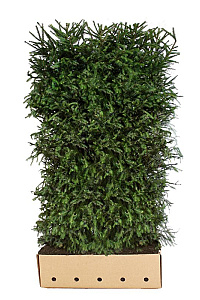 Quick Hedge HAAGELEMENT (L)100x(H)200