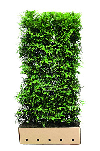 Quick Hedge HAAGELEMENT (L)100x(H)200