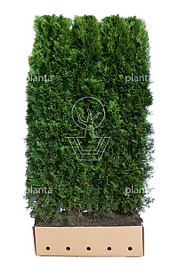 Quick Hedge HAAGELEMENT (L)100x(H)200