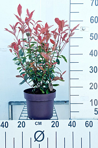  40- 50, C5         