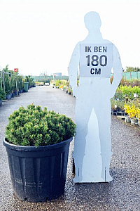  60+, CONT, PLATTE BOL