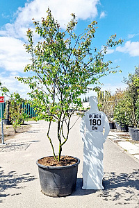 250-300, CONT, MRSTAM, SOL