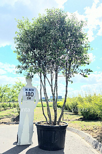 250-300, CONT, MRSTAM, SOL