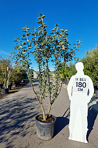 200-250, CONT, MRSTAM