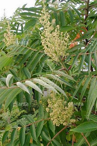 175-200, CONT, MRSTAM