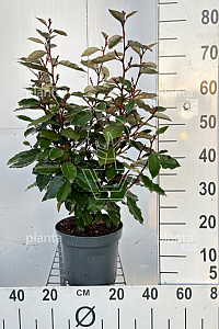  50- 60, C5         