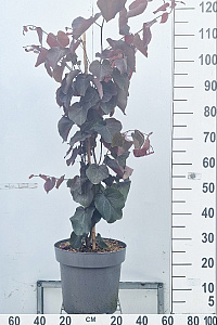  80- 100, C12        