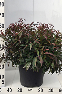  40- 50, C15        