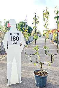 150-175, CONT, DUBBELE UVORM