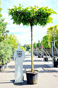  18-20, CONT, DAK 150