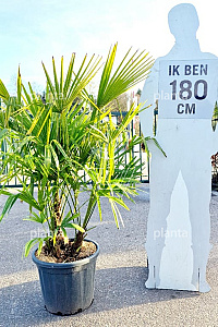  80- 100, CONT, MRSTAM