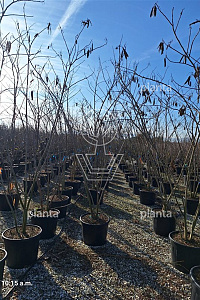 250-300, CONT, MRSTAM
