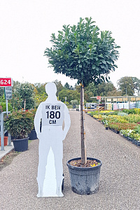 130ST, CONT, BOL 80-90