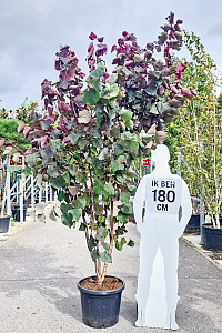 200-250, CONT, MRSTAM