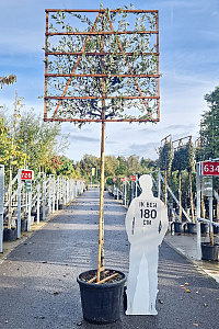 200ST, 16-18, CONT, LEI 150x150