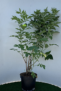  80- 100, C7.5       