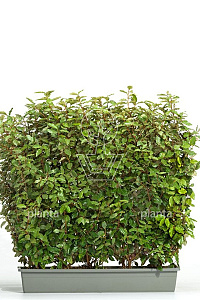 Meeneemhaag 100x100-125cm