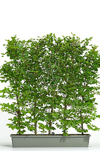 Meeneemhaag 100x100-125cm