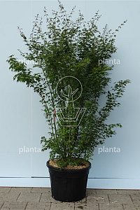 175-200, CONT, MRSTAM