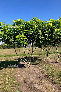 350-400, DR, MRSTAM