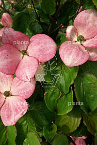 150-175, CONT, MRSTAM