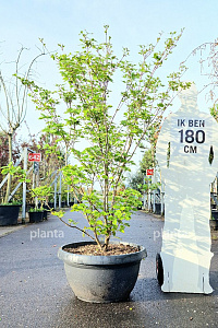 175-200, CONT, MRSTAM