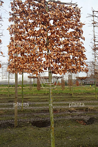 170ST, 20-25, DR, LEI 160X160, MJR