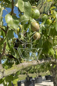 210ST, 20-25, DR, LEI 160X160, 5 ETA, MJR