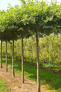 240ST, 20-25, DR, DAK, MJR