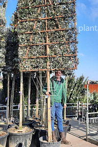 200ST, 20-25, CONT, LEI 160x200