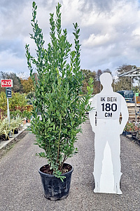 200-250, C50