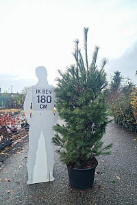 175-200, CONT