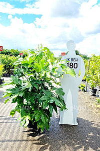 125-150, C45, SOL