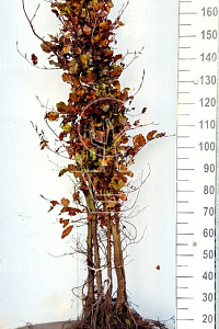 175-200, W, 1+2 (PER 5, PRIJS/STUK)
