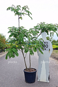 200-250, CONT, MRSTAM