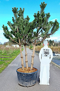 250-300, CONT, MRSTAM, SOL