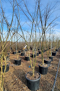 200-250, CONT, MRSTAM