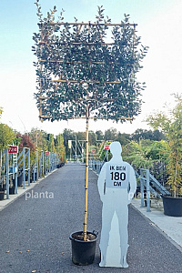 180ST, 10-12, CONT, LEI 150x150