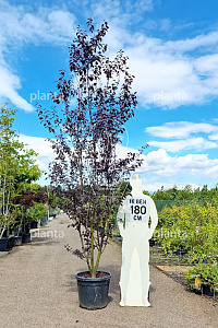 250-300, CONT, MRSTAM