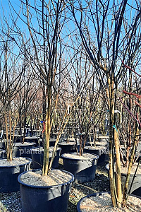 350-400, CONT, MRSTAM