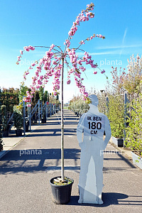 200ST, 10-12, CONT