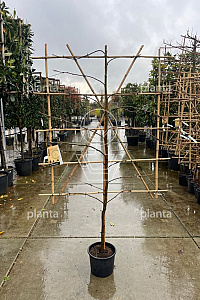  60ST, CONT, LEI 120x140