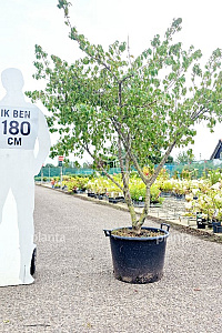 175-200, CONT, MRSTAM