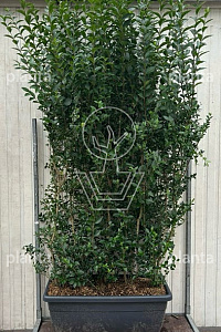 Meeneemhaag 100x175-200cm