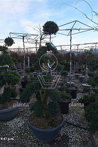 160-180, CONT, BONSAI