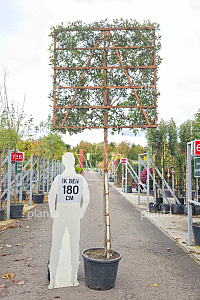 180ST, 16-18, CONT, LEI 150x150